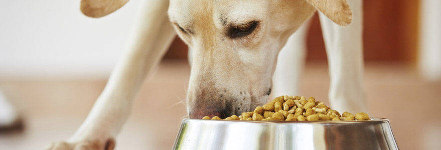 alimentation pour votre animal de compagnie