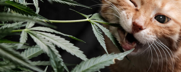 CBD pour les animaux