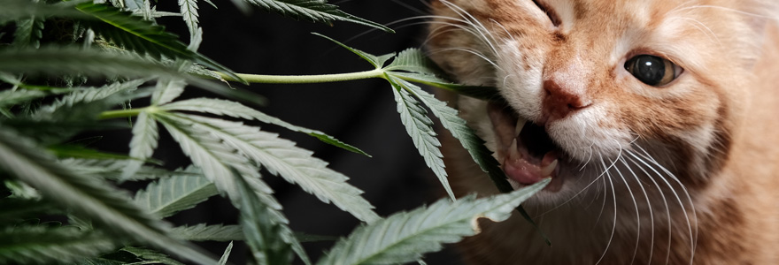 CBD pour les animaux