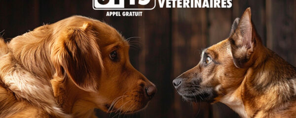 le-3115-un-numero-court-et-gratuit-pour-vos-urgences-veterinaires
